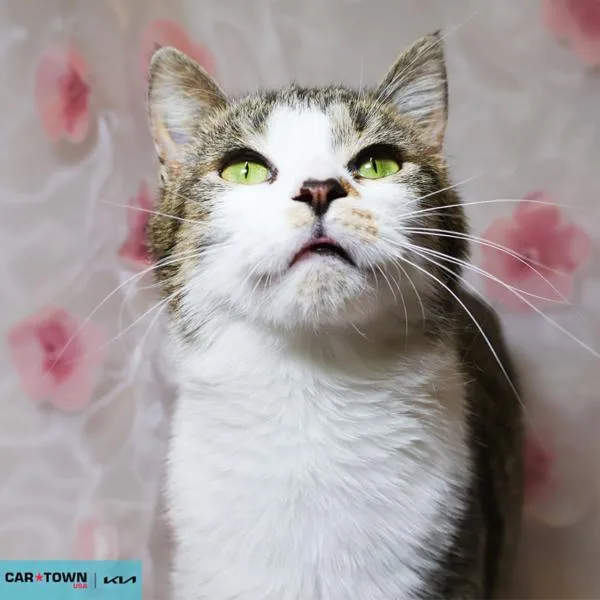 A young medium-sized female Domestic Short Hair cat named Swan for adoption in Lexington, KY