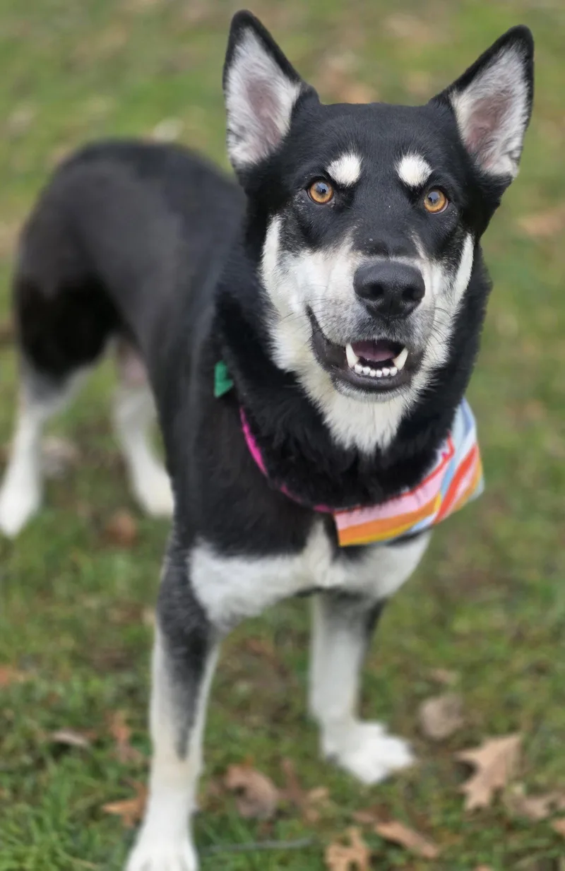 An adult large-sized female Shepherd dog named Stormi for adoption in Oxford, MI