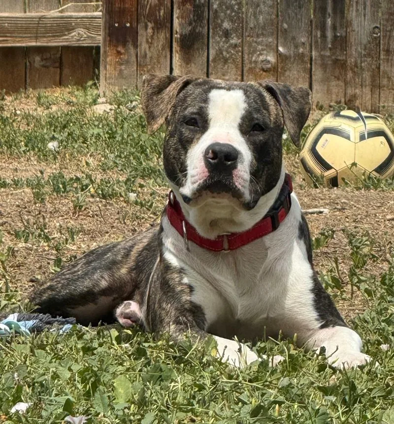 A baby medium-sized male Brindle Pit Bull Terrier dog named Bear for adoption in las vegas, NV