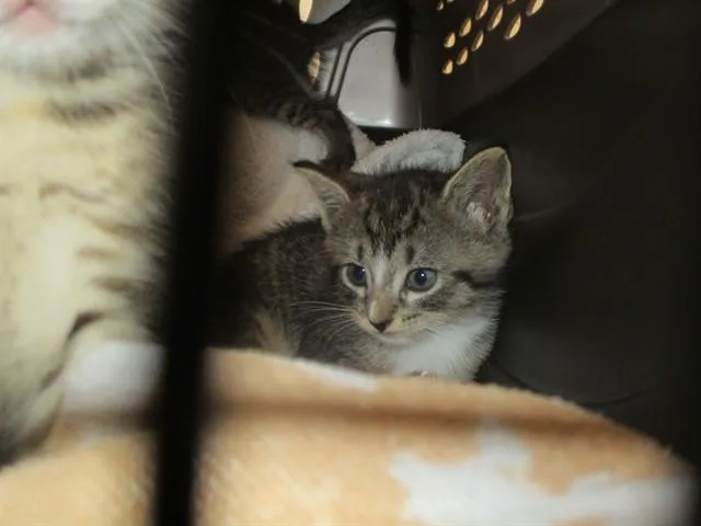 A baby small-sized female Domestic Short Hair cat named Ada for adoption in Ocala, FL