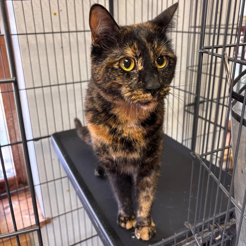 An adult medium-sized female Black Domestic Short Hair cat named Elsie for adoption in Fort Smith, AR