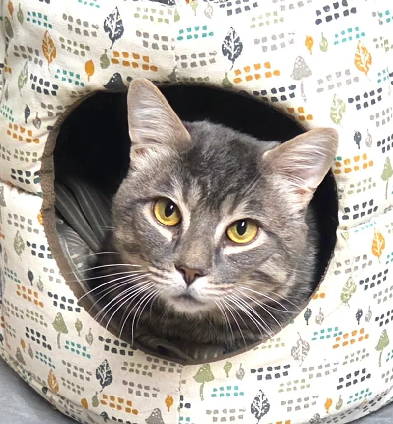 A young large-sized male Gray / Blue / Silver Tabby cat named Dale for adoption in New Albany, OH