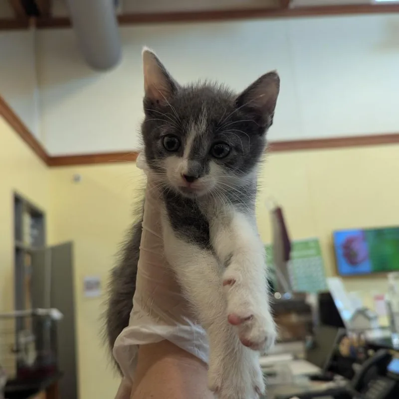 A baby small-sized male Gray / Blue / Silver Domestic Short Hair cat named Matt for adoption in Lynchburg, VA