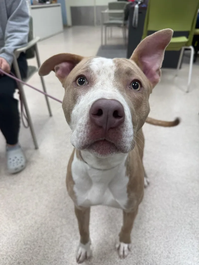 An adult medium-sized male Pit Bull Terrier dog named Max for adoption in Teterboro, NJ