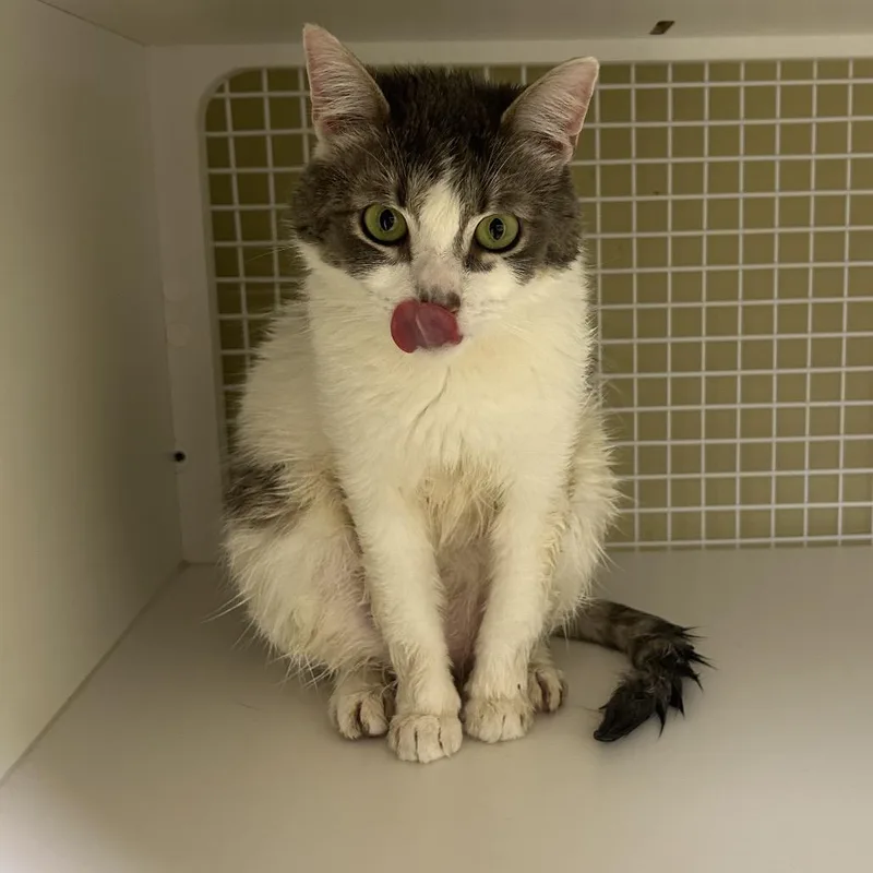 An adult medium-sized female Domestic Short Hair cat named Tater Tot for adoption in Cumming, GA