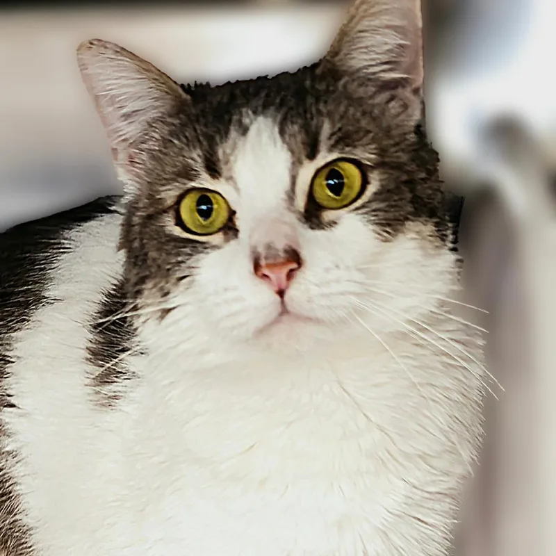 Tater Tot thumbnail 4