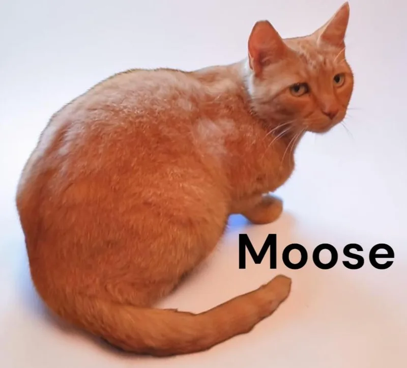 An adult medium-sized female Tabby (Orange / Red) Tabby cat named Moose for adoption in Weems, VA