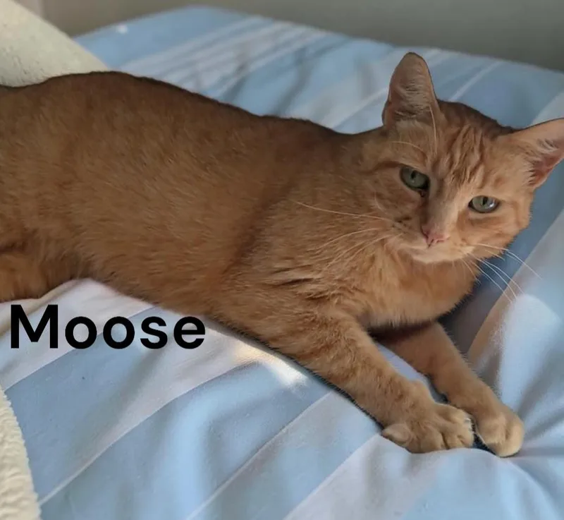 Moose thumbnail 2