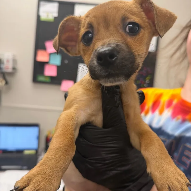A baby small-sized female Yellow / Tan / Blond / Fawn Mixed Breed dog named Sabrina for adoption in Columbiana, AL