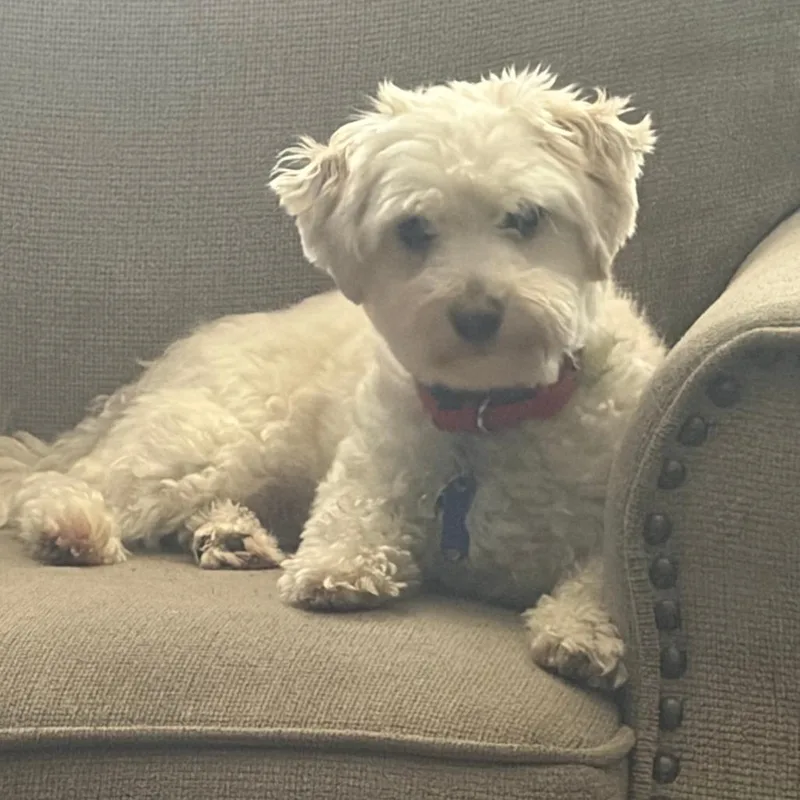 An adult small-sized male Maltese dog named Benji for adoption in Lynchburg, VA