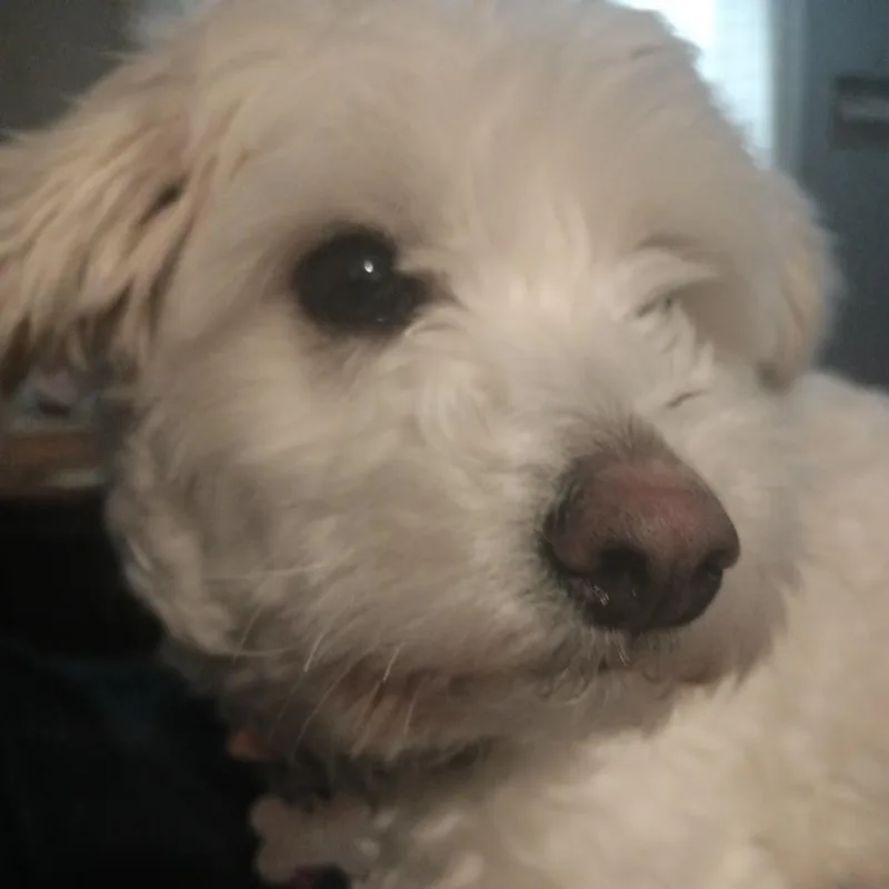 Benji thumbnail 2