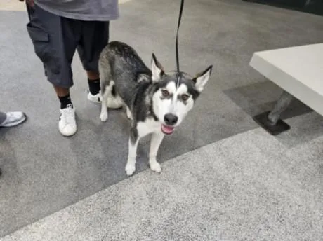 A young medium-sized male Siberian Husky dog named Scampi for adoption in Los Angeles, CA