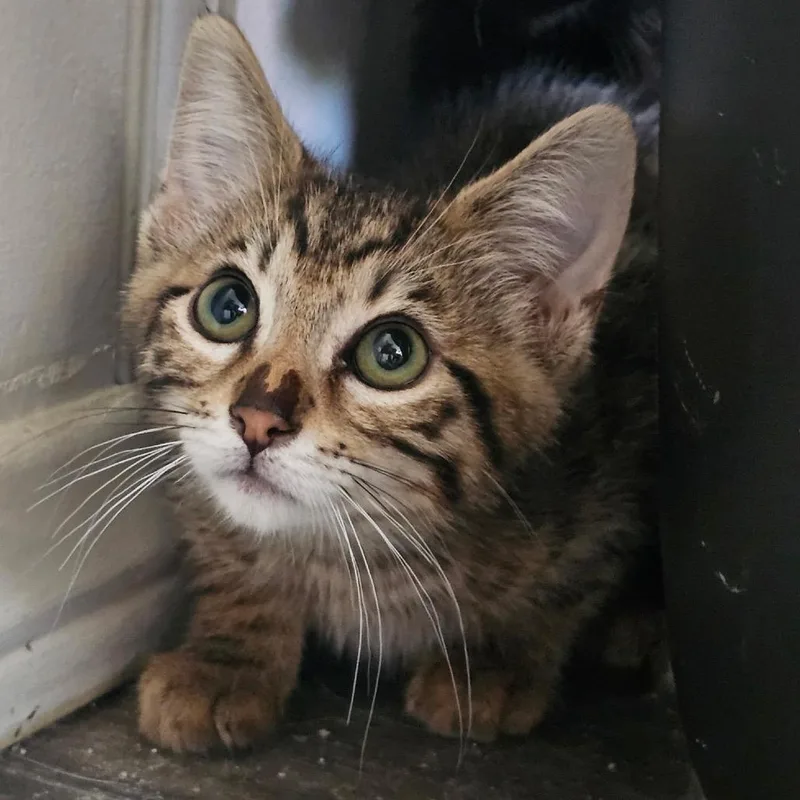 A baby small-sized male Brown / Chocolate Domestic Short Hair cat named Castor for adoption in Yucaipa, CA