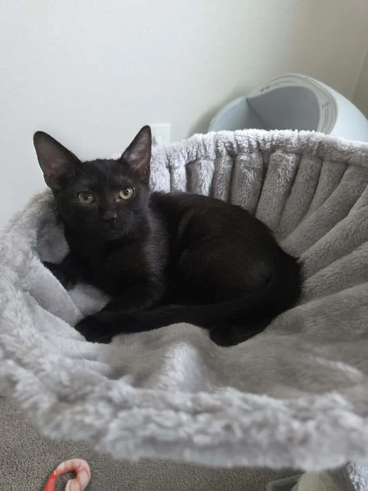 A baby small-sized female Black Domestic Short Hair cat named Corvette for adoption in tucson, AZ