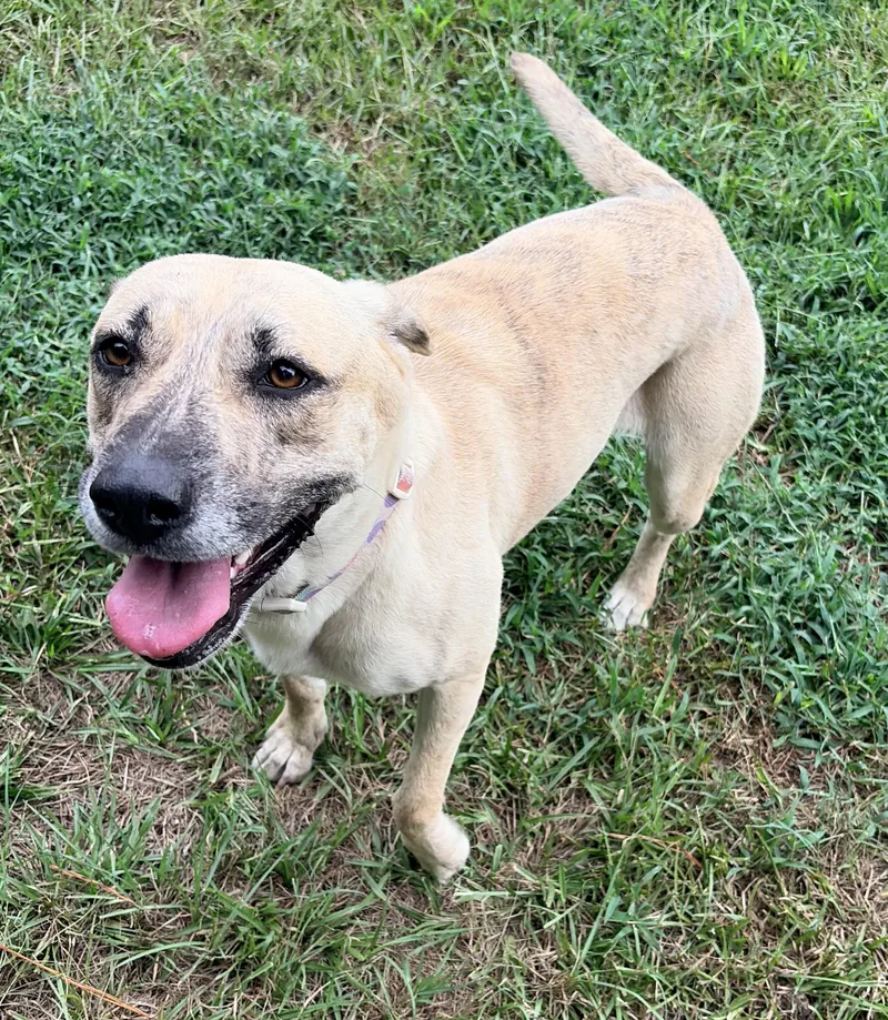 A young medium-sized female Brindle Mixed Breed dog named Honey for adoption in Carthage, NC
