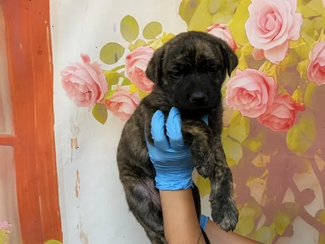 A baby small-sized female Pit Bull Terrier dog named Jadis for adoption in San Bernardino, CA