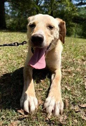 A young large-sized male Labrador Retriever dog named Coosa for adoption in Attalla, AL