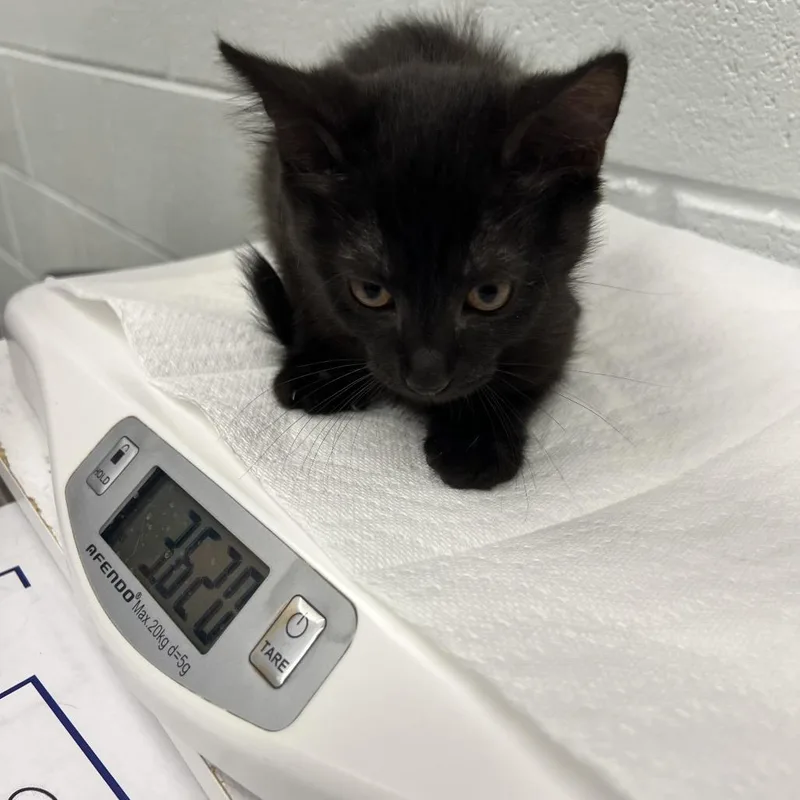 A baby small-sized female Black Domestic Short Hair cat named Penny for adoption in Chattanooga, TN