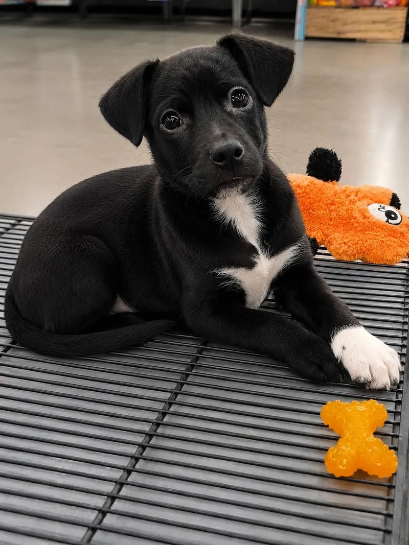 A baby small-sized male Chihuahua dog named Shreddder for adoption in Sanford, FL