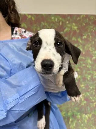 A young small-sized male Shepherd dog named Vision for adoption in San Antonio, TX