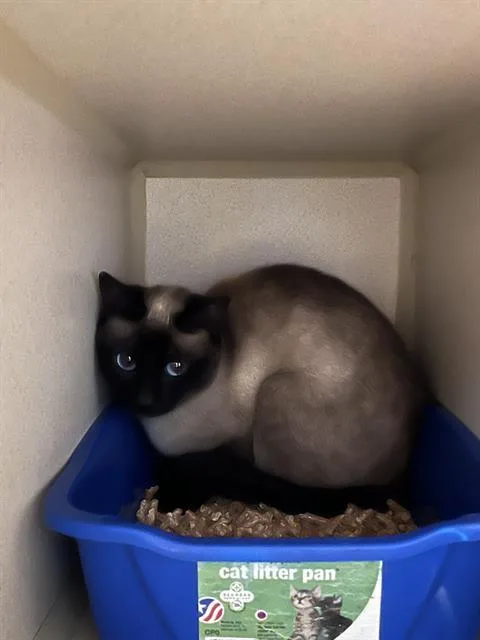 An adult small-sized female Domestic Short Hair cat named Neymar for adoption in Alameda, CA