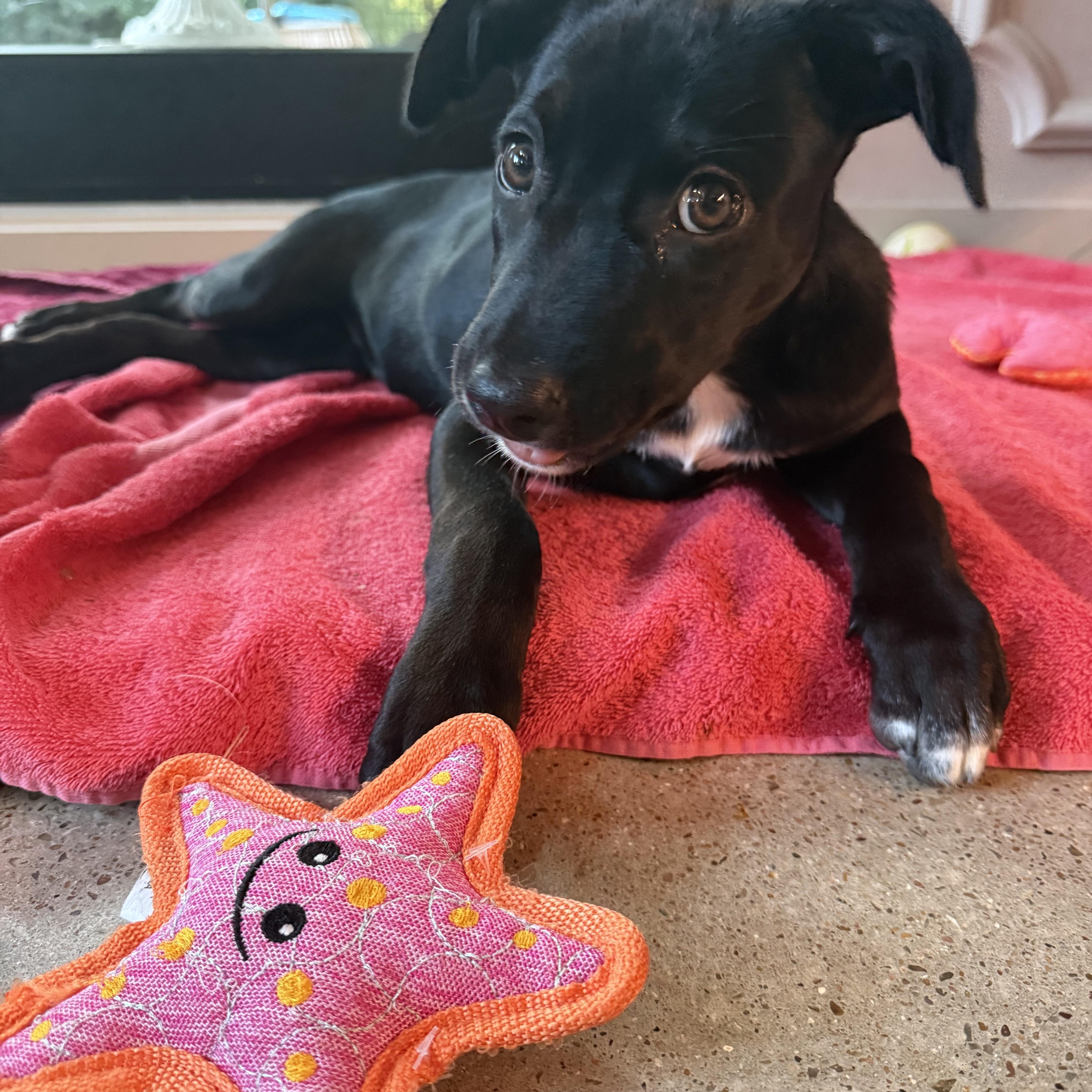 A baby small-sized female Black Labrador Retriever dog named Tootie for adoption in Austin, TX