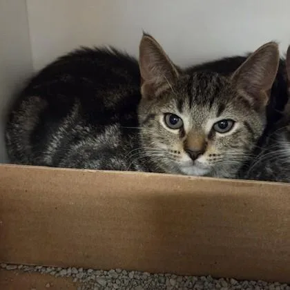 A baby small-sized male Domestic Short Hair cat named Pepper for adoption in Voorhees, NJ