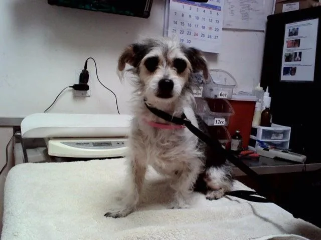 An adult small-sized female Terrier dog named Indy for adoption in Martinez, CA