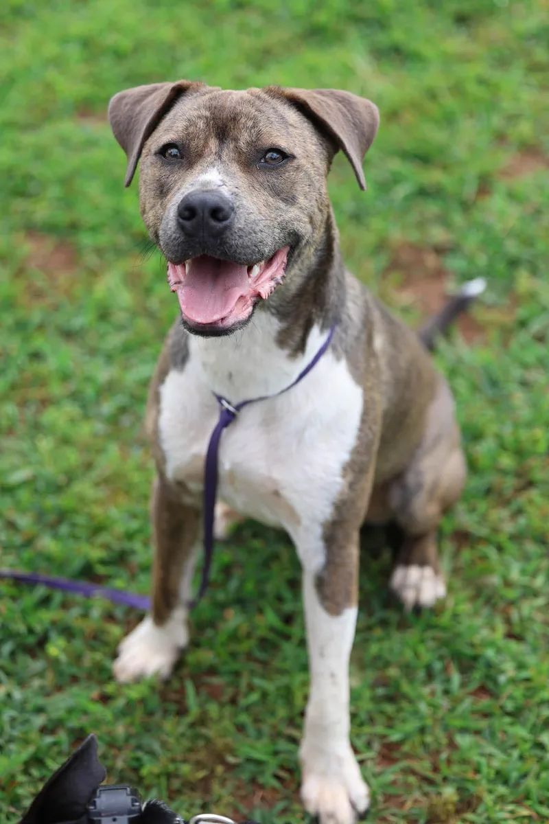An adult medium-sized male Brindle Retriever dog named Pickle for adoption in Lake Wylie, SC