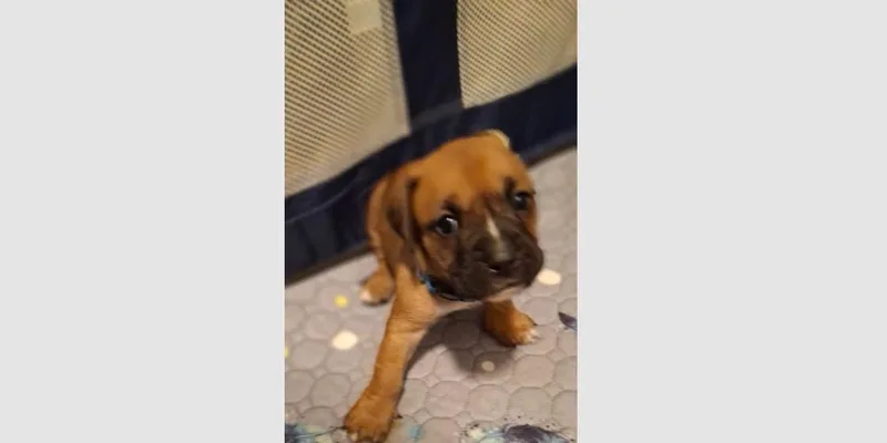 A baby small-sized male Boxer dog named Penleigh Puppy  Chewie for adoption in Hewitt, TX
