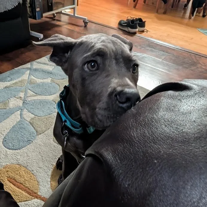 A baby large-sized male Gray / Blue / Silver Mixed Breed dog named Levi for adoption in manchester, PA