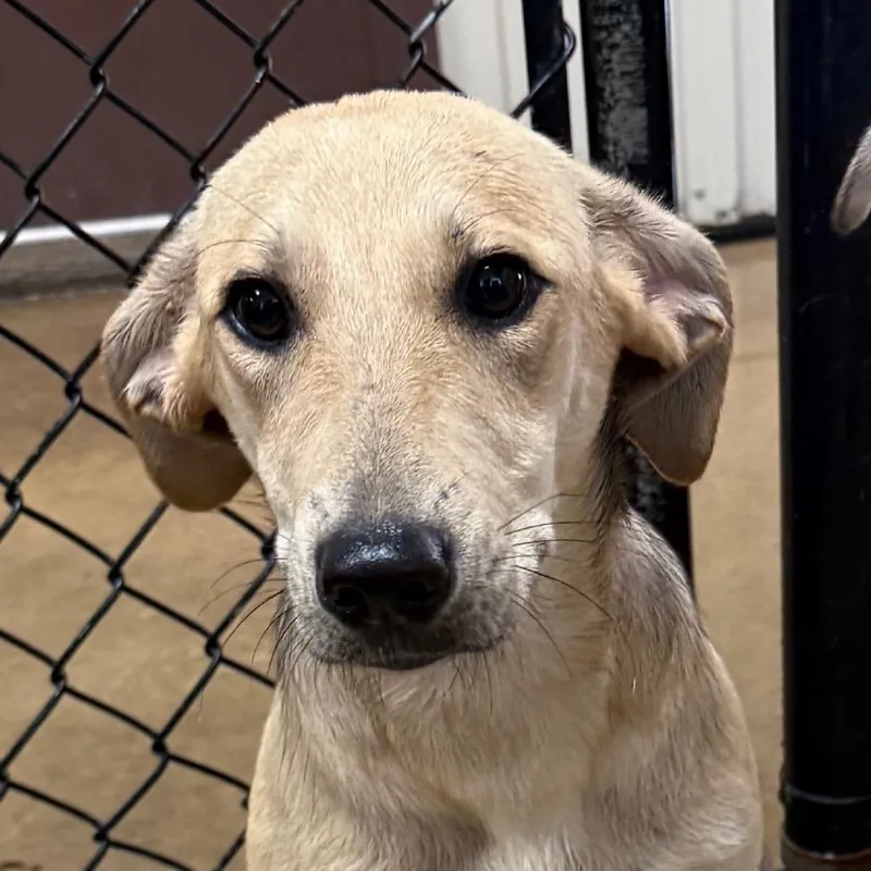 A young medium-sized female White / Cream Shepherd dog named Tortilla for adoption in Jacksonville, AR