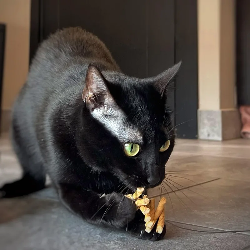 An adult medium-sized female Black Domestic Short Hair cat named Gigi for adoption in Chicago, IL