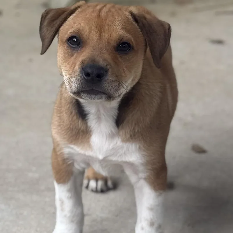 A baby small-sized female Yellow / Tan / Blond / Fawn Black Mouth Cur dog named Annie Ruth for adoption in Cabot, AR