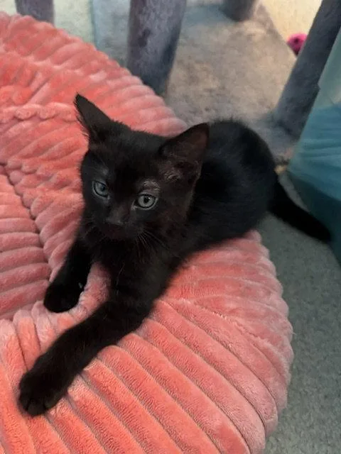 A baby medium-sized male Black Domestic Short Hair cat named Midnight for adoption in Antioch, CA