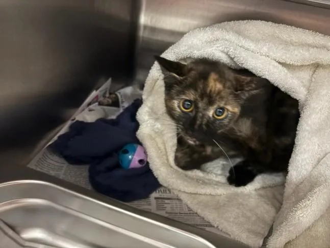 A young medium-sized female Domestic Short Hair cat named Ethel for adoption in Chatsworth, CA