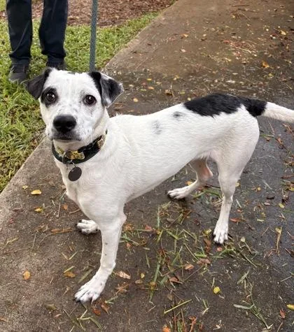 A baby small-sized male Mixed Breed dog named Auggie for adoption in Honolulu, HI