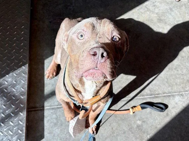 An adult medium-sized male American Bulldog dog named Fillmore for adoption in Tavares, FL