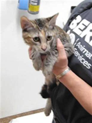 A young small-sized female Domestic Short Hair cat named Amanita for adoption in Albuquerque, NM