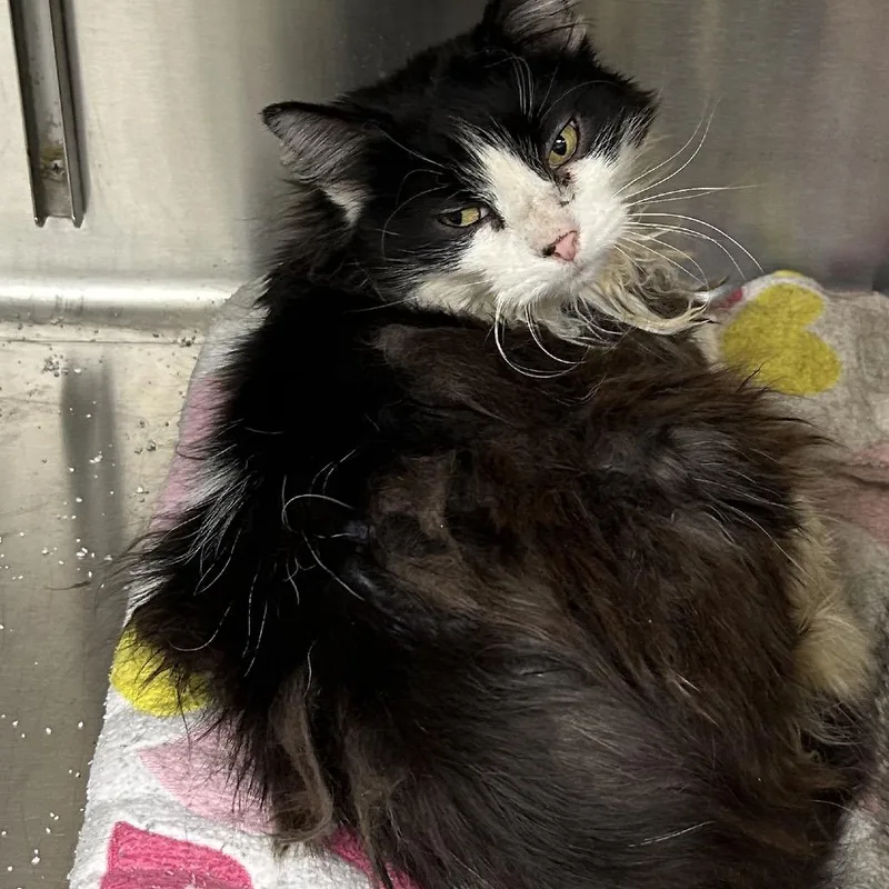 A senior small-sized female Black Domestic Short Hair cat named Tinker for adoption in Hannibal, MO