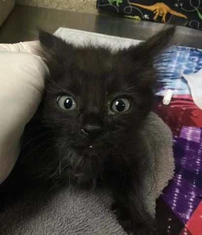 A baby small-sized male Domestic Short Hair cat named Thorn for adoption in Riverside, CA