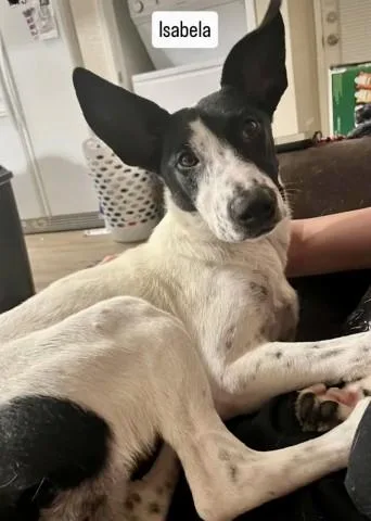 Isabela URGENT