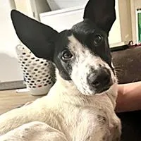 Isabela URGENT thumbnail 2