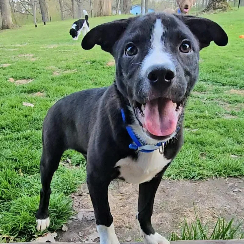 A baby medium-sized male Black Mixed Breed dog named Tot for adoption in Boaz, AL