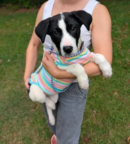 A baby large-sized female Mixed Breed dog named Birdie for adoption in Athens, GA