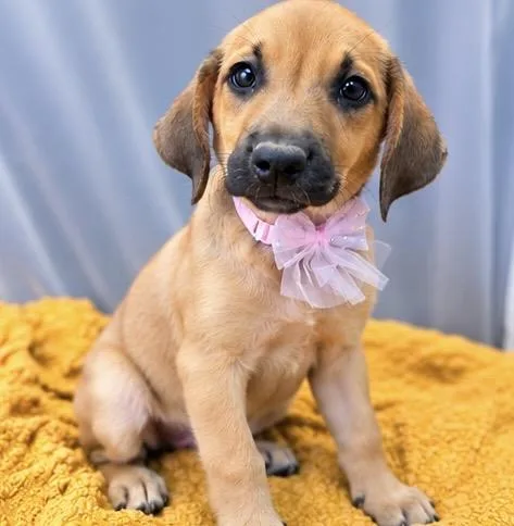 A baby medium-sized female Hound dog named Karen for adoption in Foley, AL