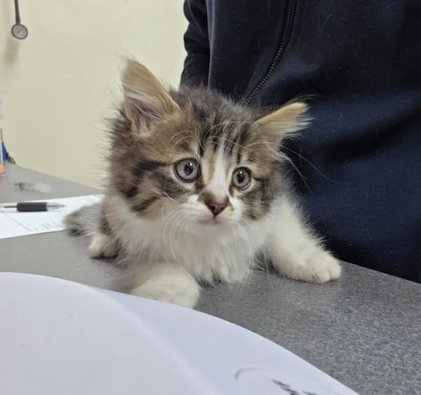 A baby small-sized female Domestic Medium Hair cat named Winnie for adoption in Kennewick, WA