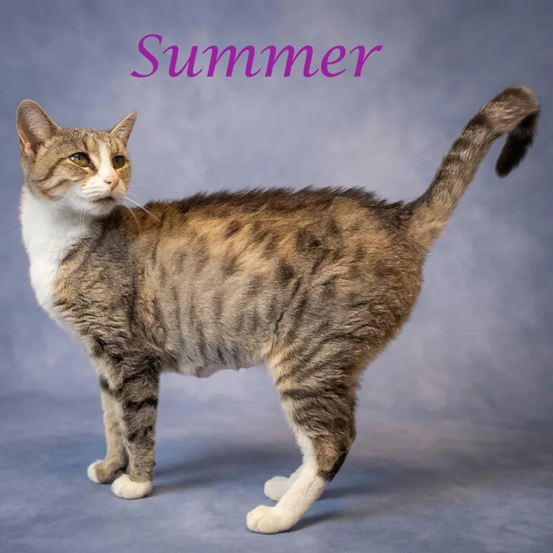 An adult medium-sized female Torbie Domestic Short Hair cat named Summer C for adoption in Lebanon, TN