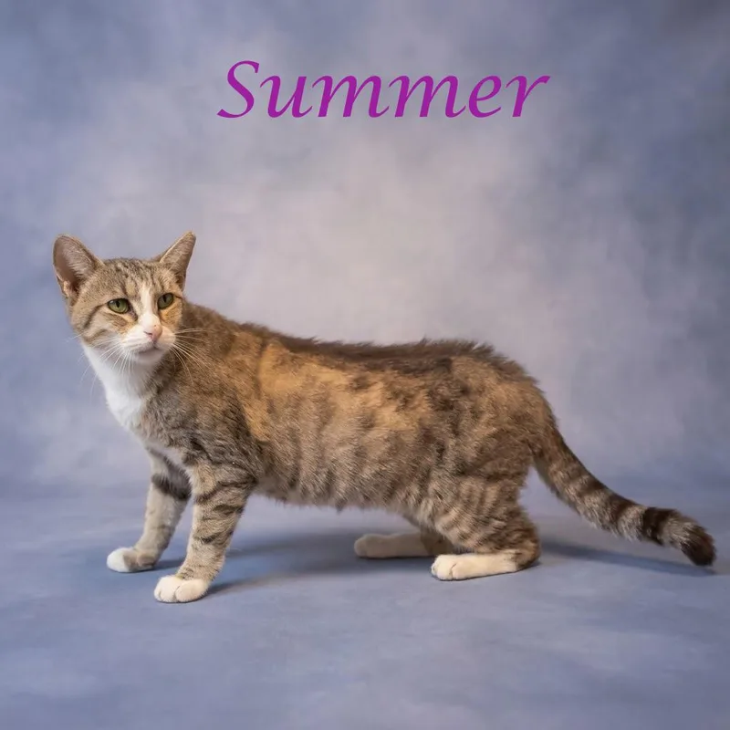 Summer C thumbnail 3