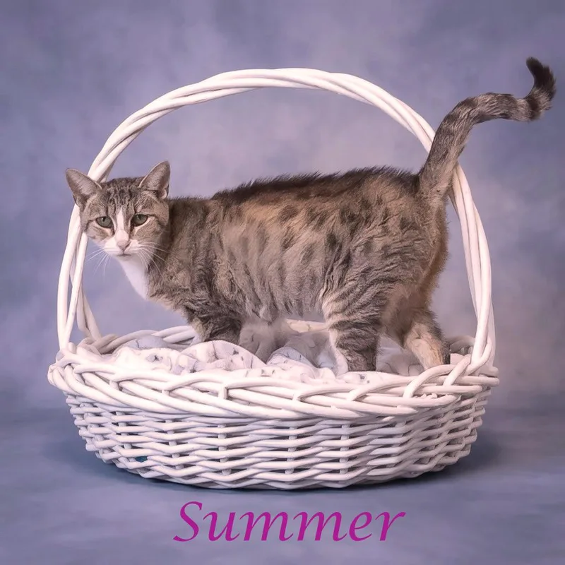 Summer C thumbnail 4
